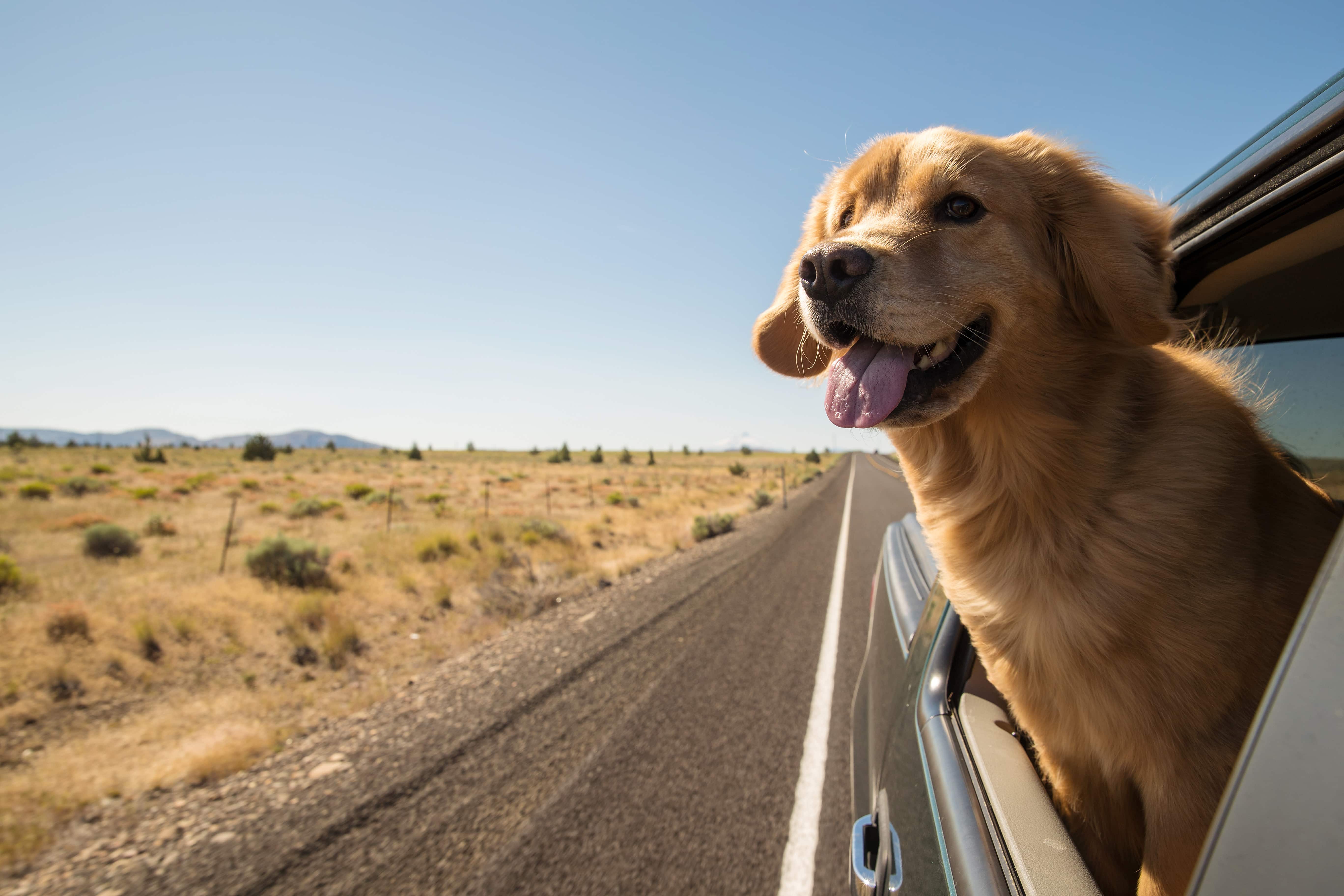 DogFriendly.com is Now a Part of Hepper