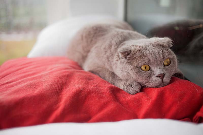 Can Stress Cause a Heart Murmur in Cats? Vet-Verified Facts & FAQ