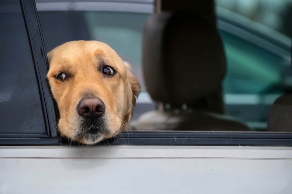 8 Safety Tips for Pets During a Hurricane (& Emergency Prep List)