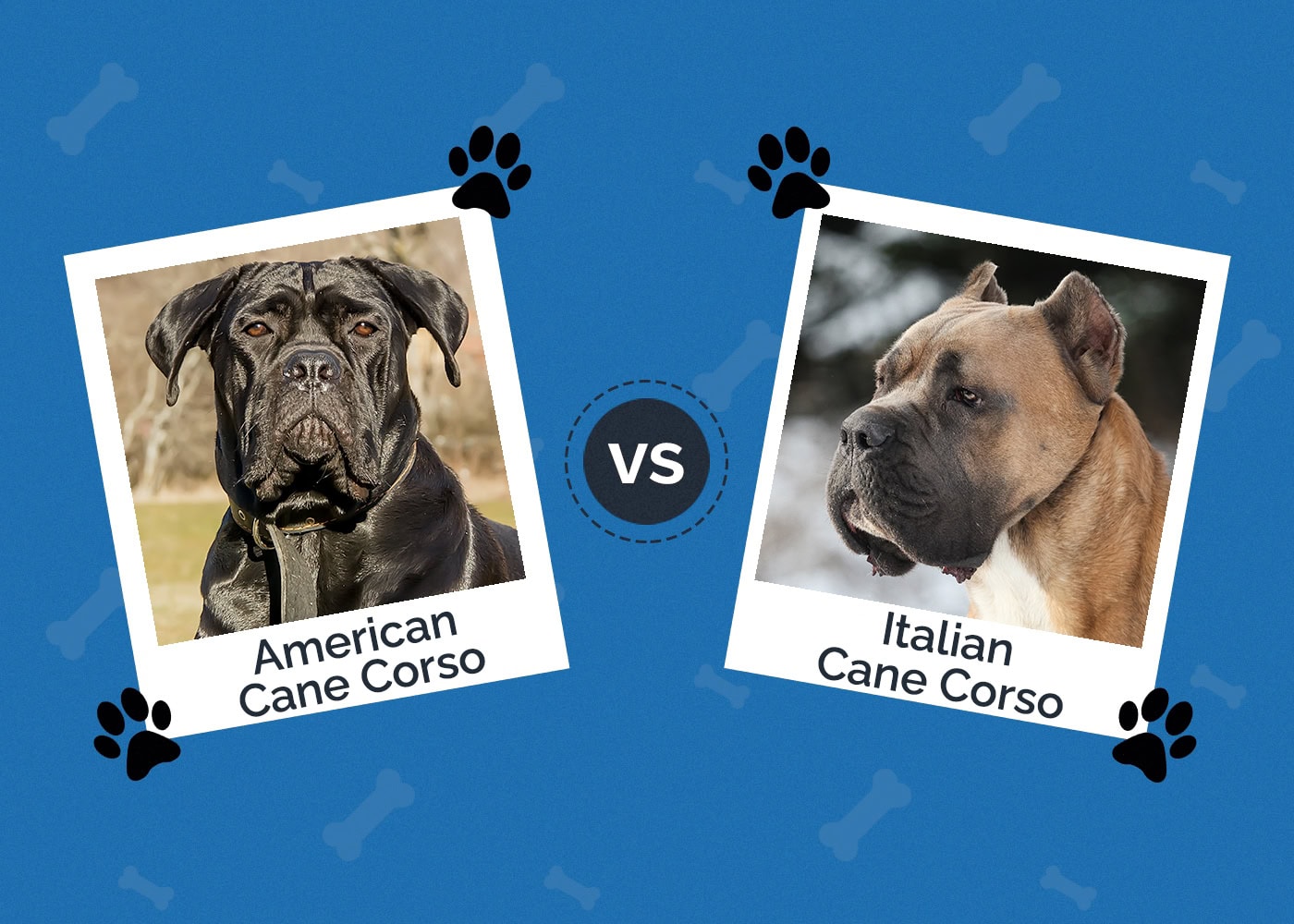 American vs Italian Cane Corso - Main Differences Explained (With Pictures)