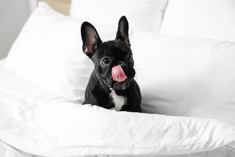 Black Boston Terrier puppy in bed