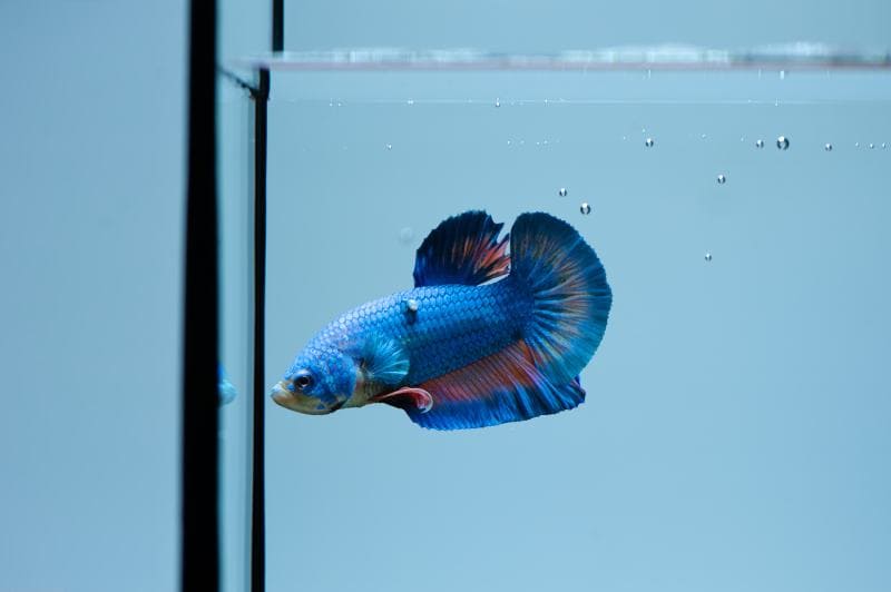 Betta Fish Tumors: Signs, Treatments & Prevention