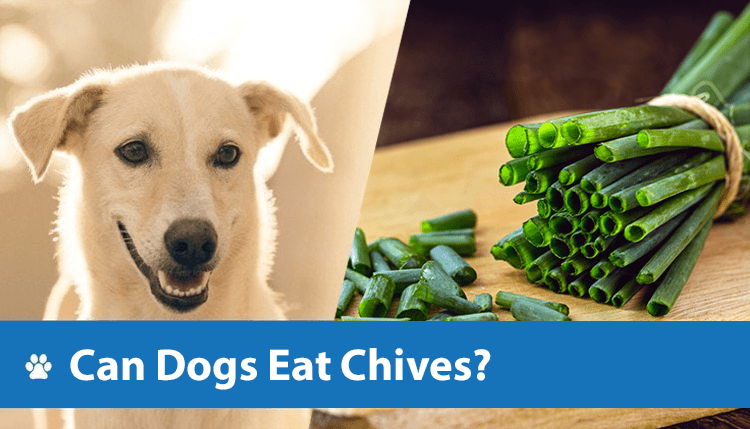 Can Dogs Eat Chives? Vet Reviewed Risks Explained