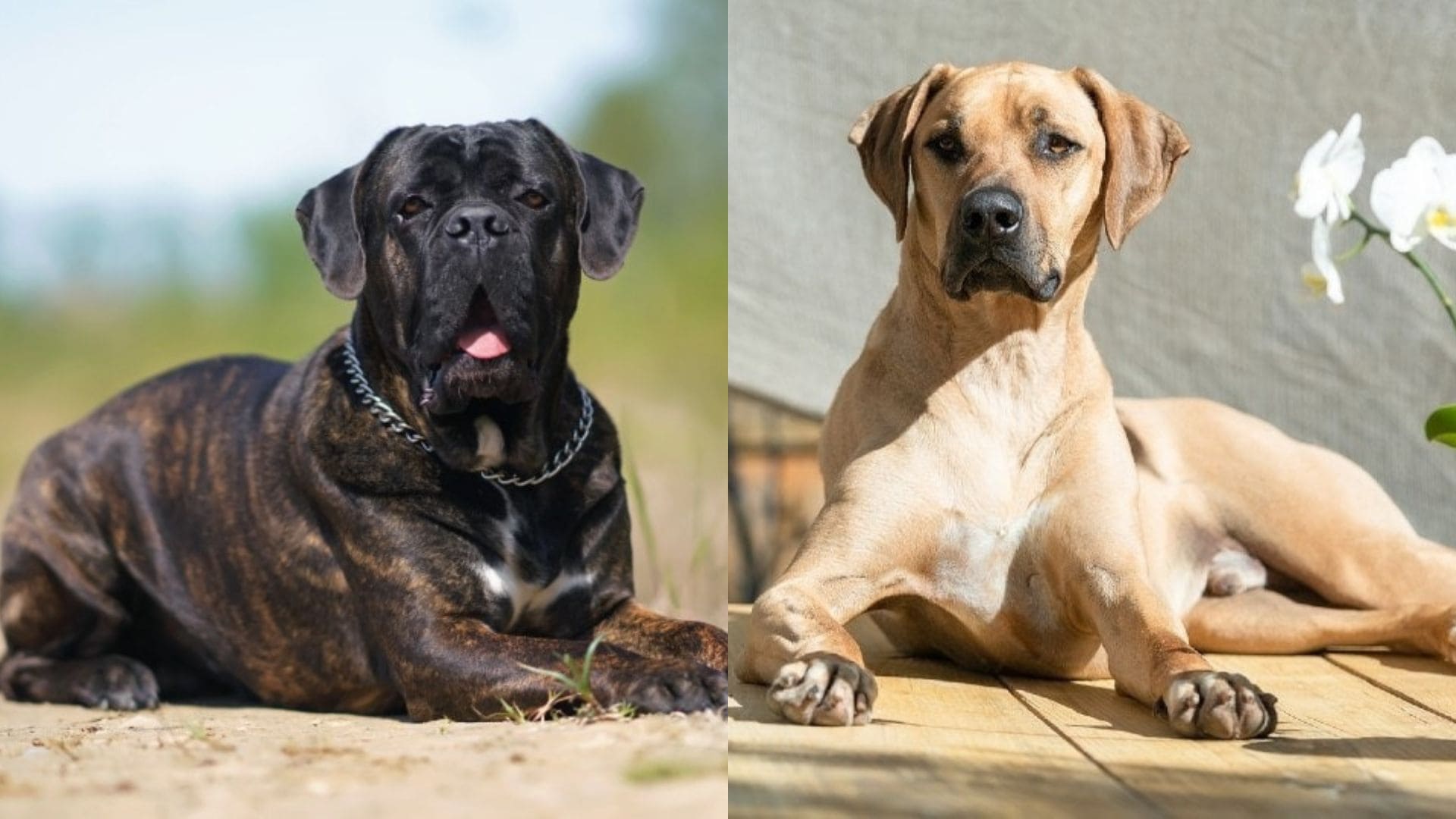 Cane Corso Rhodesian Ridgeback Mix: Info, Pictures, Traits & More