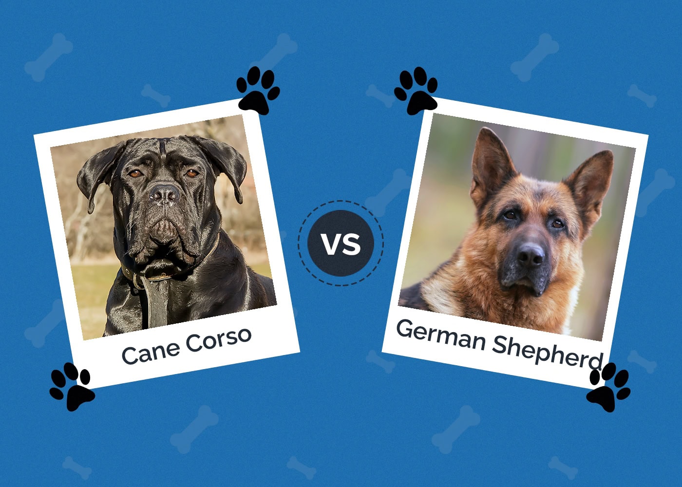 Cane Corso vs German Shepherd: Which One Is Right for Me?