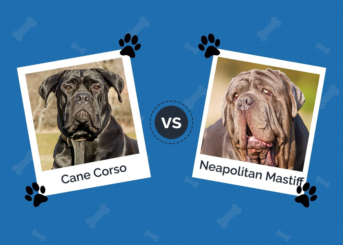 Cane Corso vs Neapolitan Mastiff: Key Differences (With Pictures)