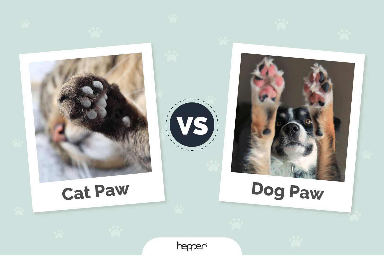 Cat Paw vs. Dog Paw: Vet-Verified Differences (With Pictures)
