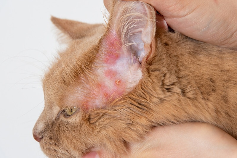 Why Are There Scabs On My Cat? 7 Vet-Reviewed Common Causes