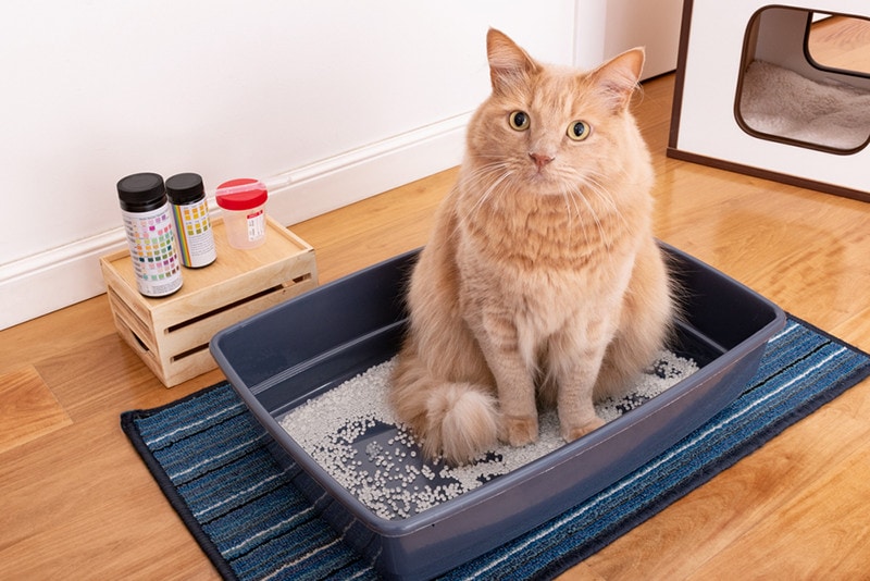 Feline Lower Urinary Tract Disease (FLUTD): Our Vet Explains the Signs, Causes & Care