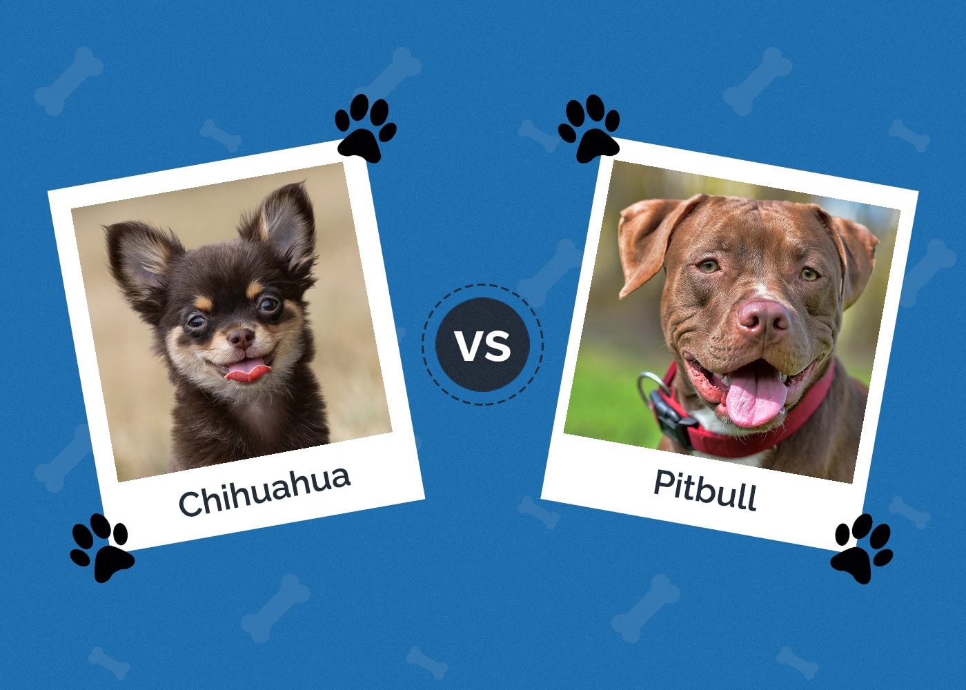 Chihuahuas vs Pitbulls: The Differences (With Pictures)