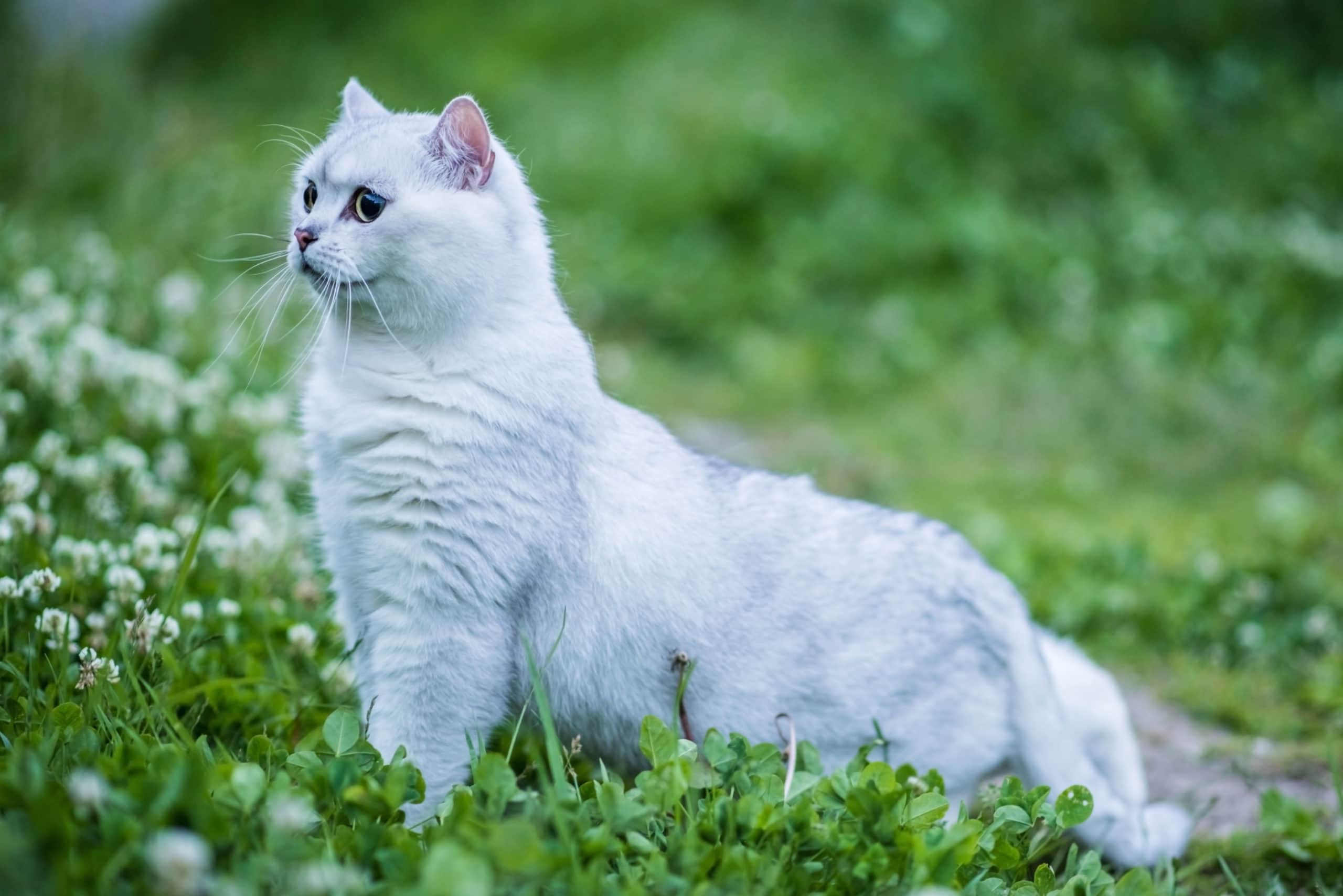 Chinchilla British Shorthair Cat: Facts, Origin & History (With Pictures)