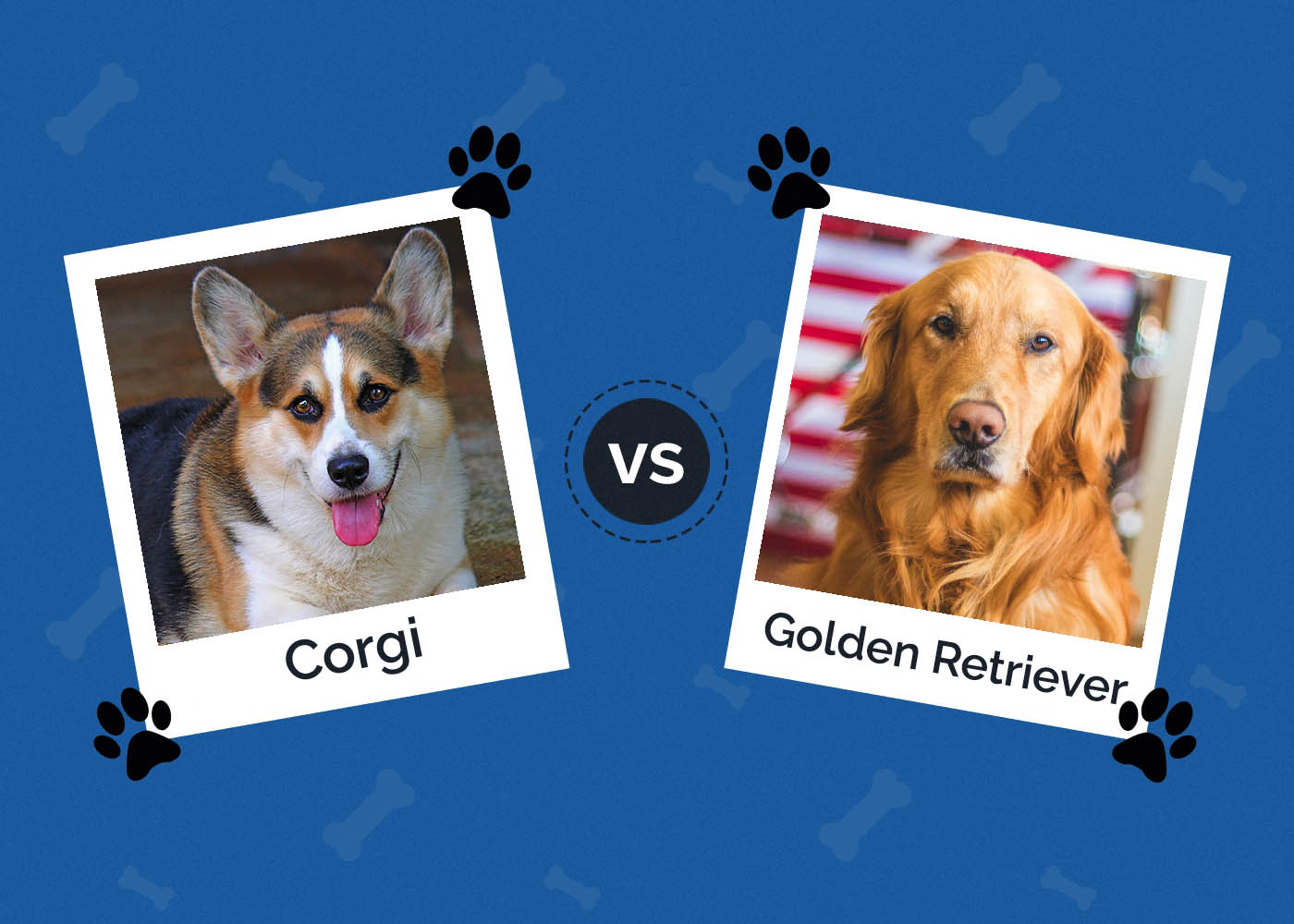 Corgi vs Golden Retriever: Which Do I Choose? An In-Depth Comparison