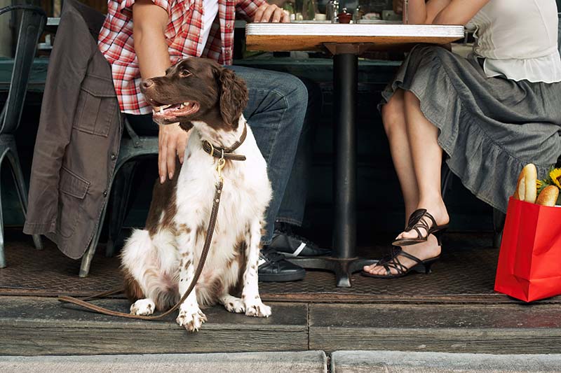Are Emotional Support Dogs Allowed in Restaurants? 2026 Update