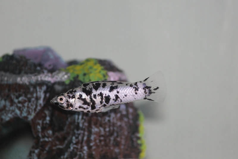 How Long Do Dalmatian (Dalmation) Mollies Live? Average Lifespan, Data & Care