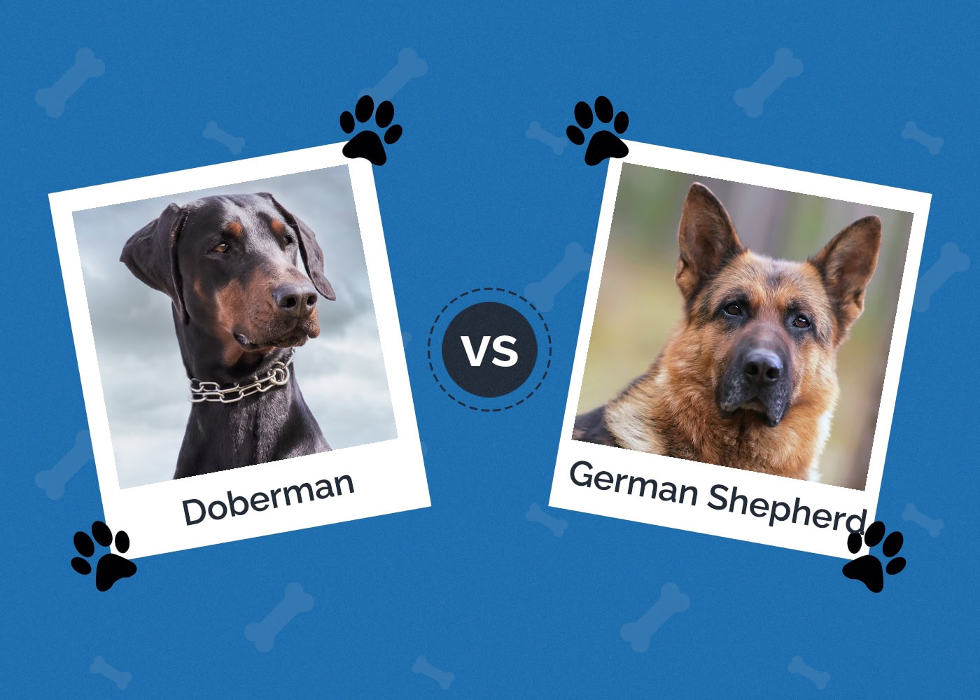Doberman Pinscher vs. German Shepherd: Which Dog to Choose?
