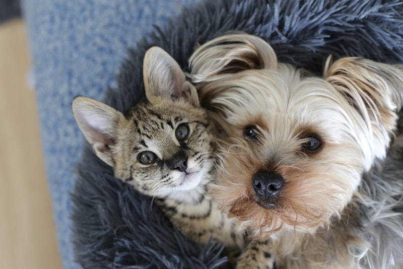 Can Cats & Dogs Mate? Vet-Verified Breeding Facts & Info