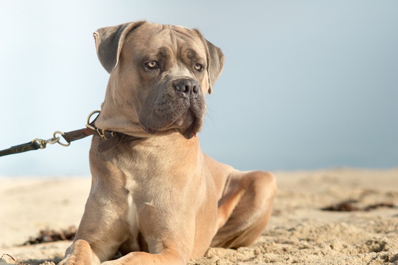Formentino Cane Corso: Info, Pictures, Origin & History