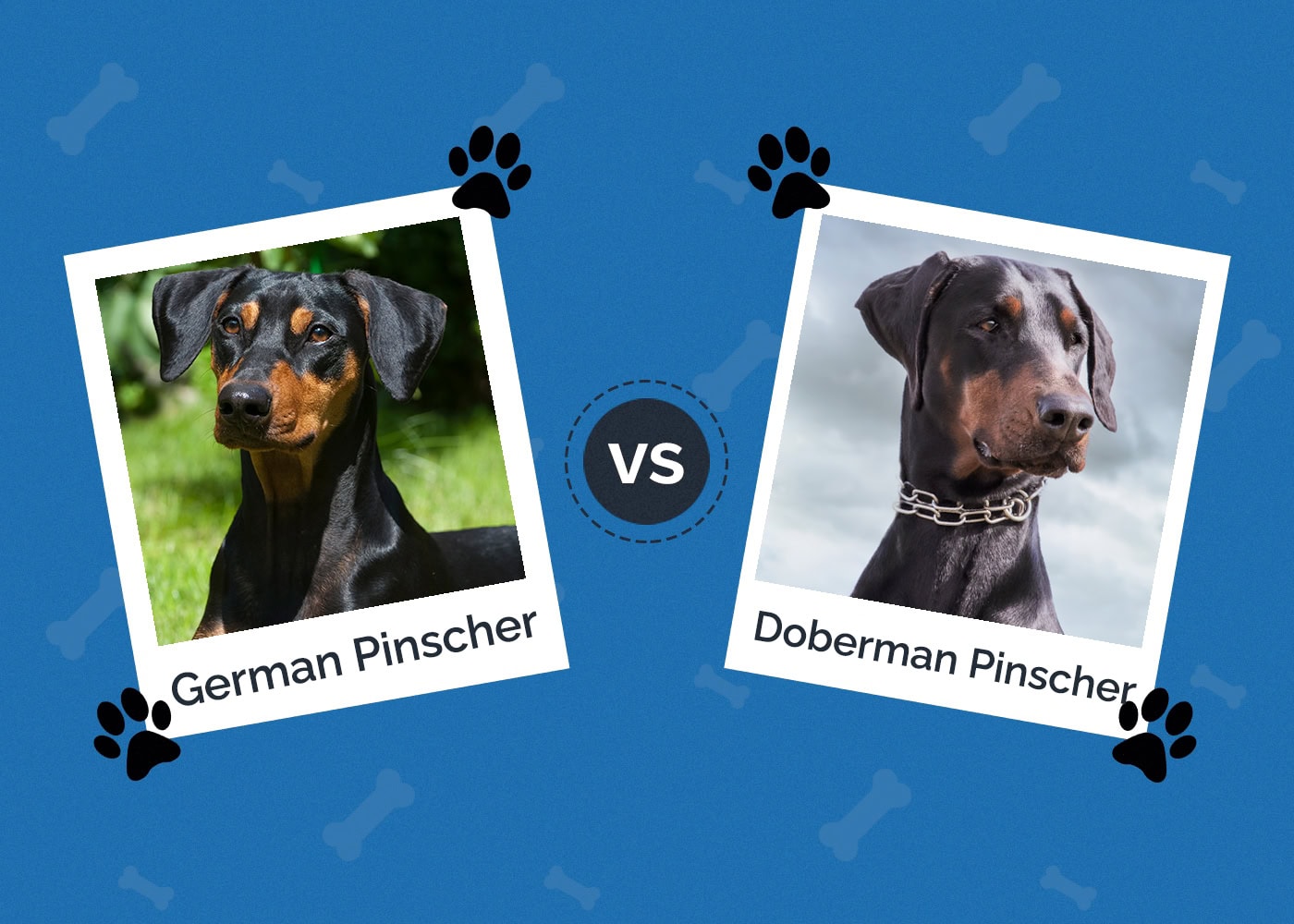 German Pinscher vs Doberman Pinscher: What’s the Difference?