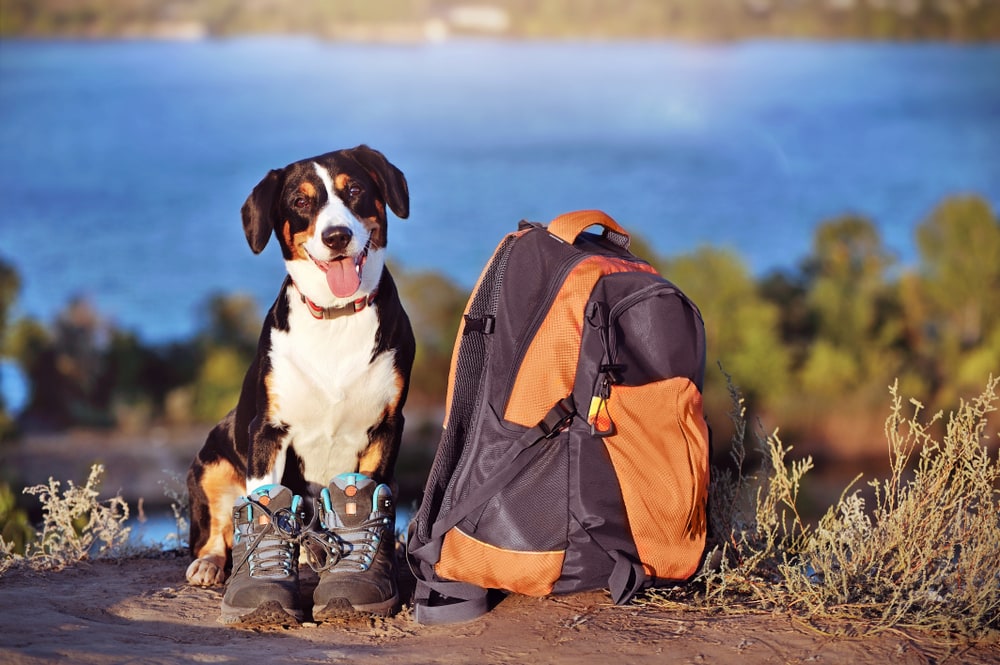 12 Vet-Reviewed Essentials for Hiking with Dogs: 2026 Gear Guide