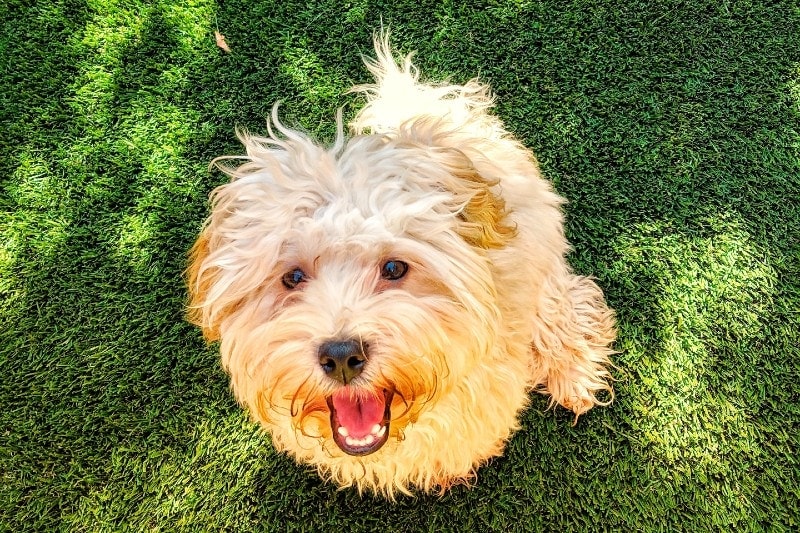 How Long Do Havapoos Live? Vet Reviewed Lifespan, Data & Care