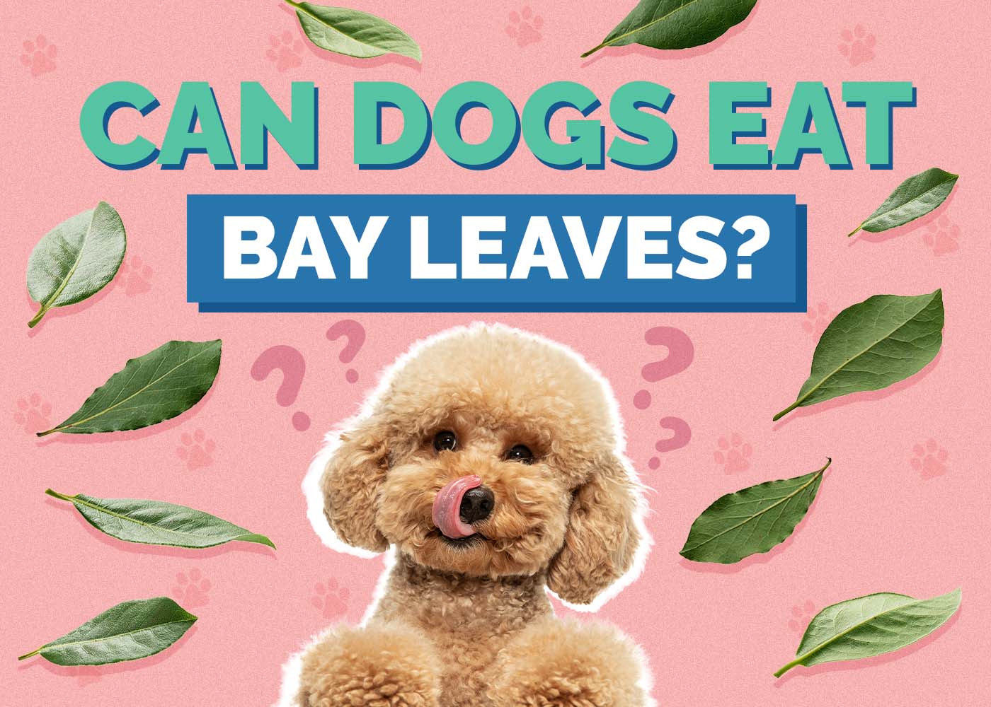 Can Dogs Eat Bay Leaves? Vet-Reviewed Risks & FAQ