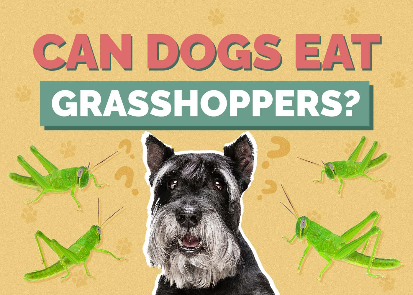 Can Dogs Eat Grasshoppers? What The Science Says!