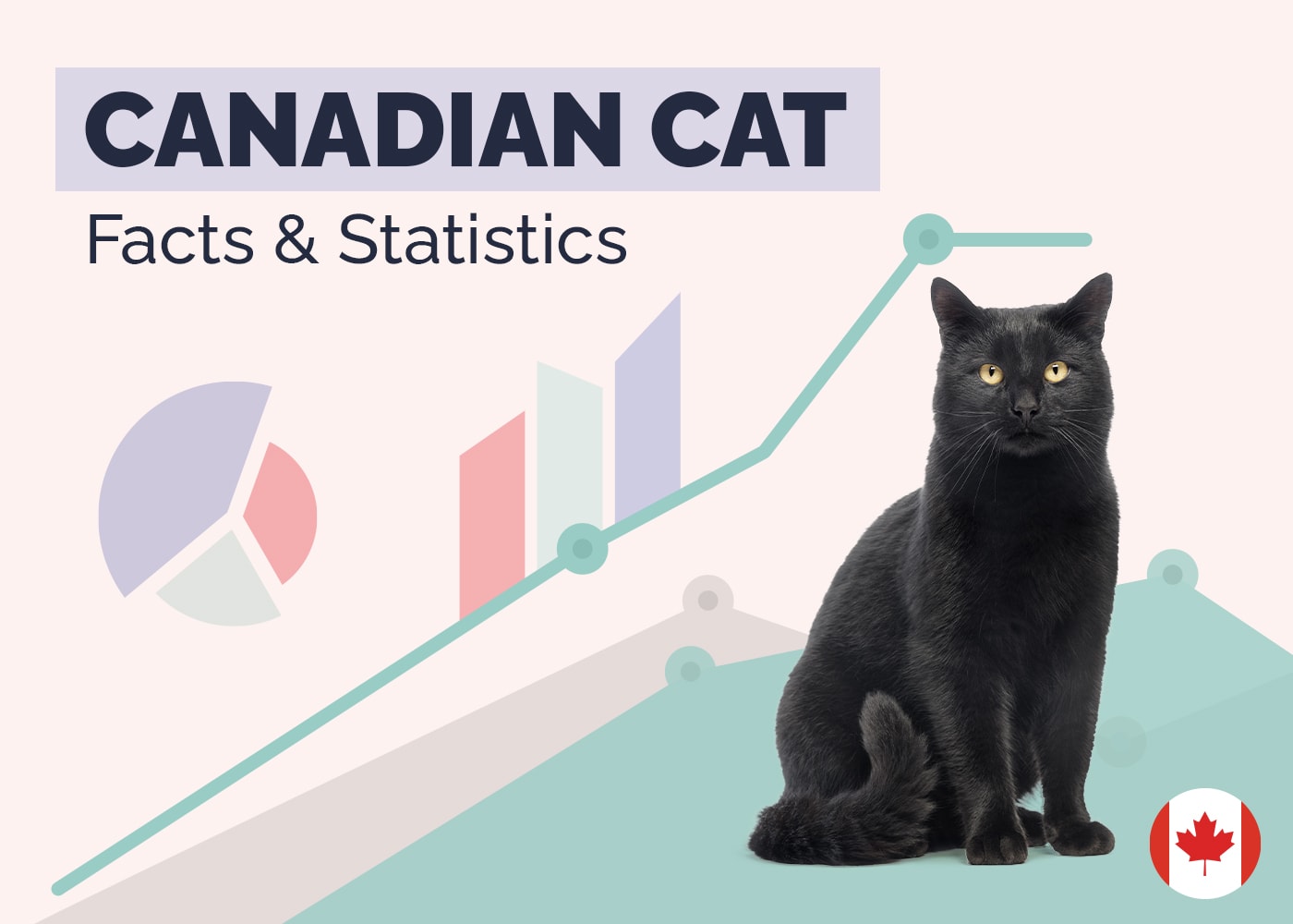12 Incredible Canadian Cat Statistics & Facts: 2026 Update