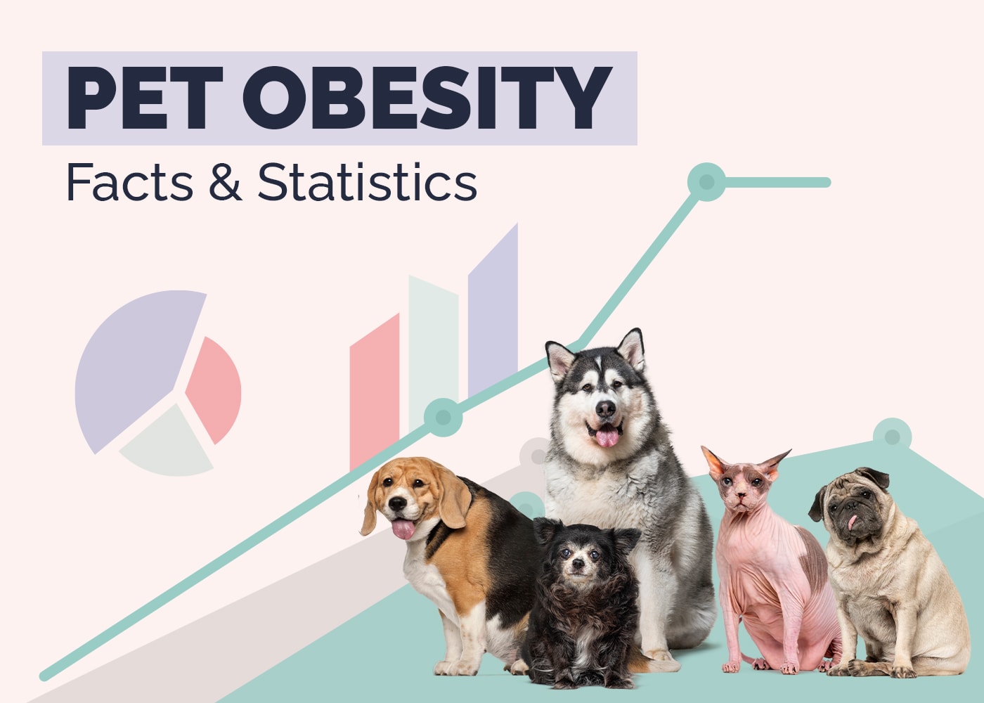 10 Shocking Pet Obesity Statistics & Facts: Updated In 2026