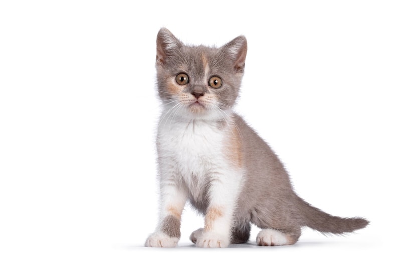 Lilac Tortoiseshell Cat: Info, Pictures, Origin & History
