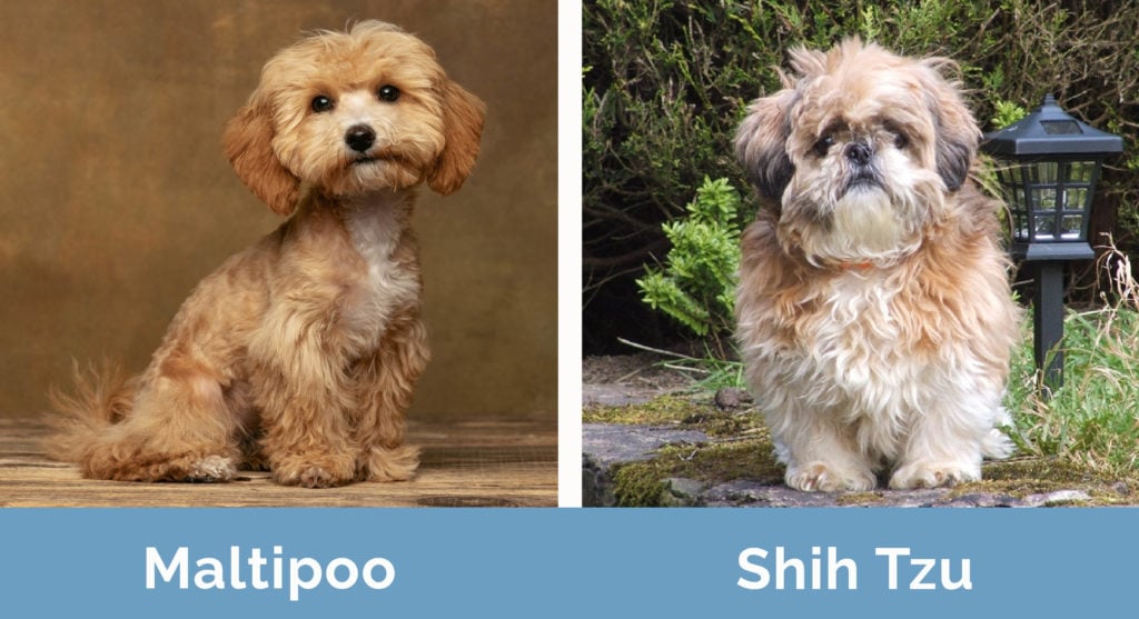 Maltipoo vs Shih Tzu side by side