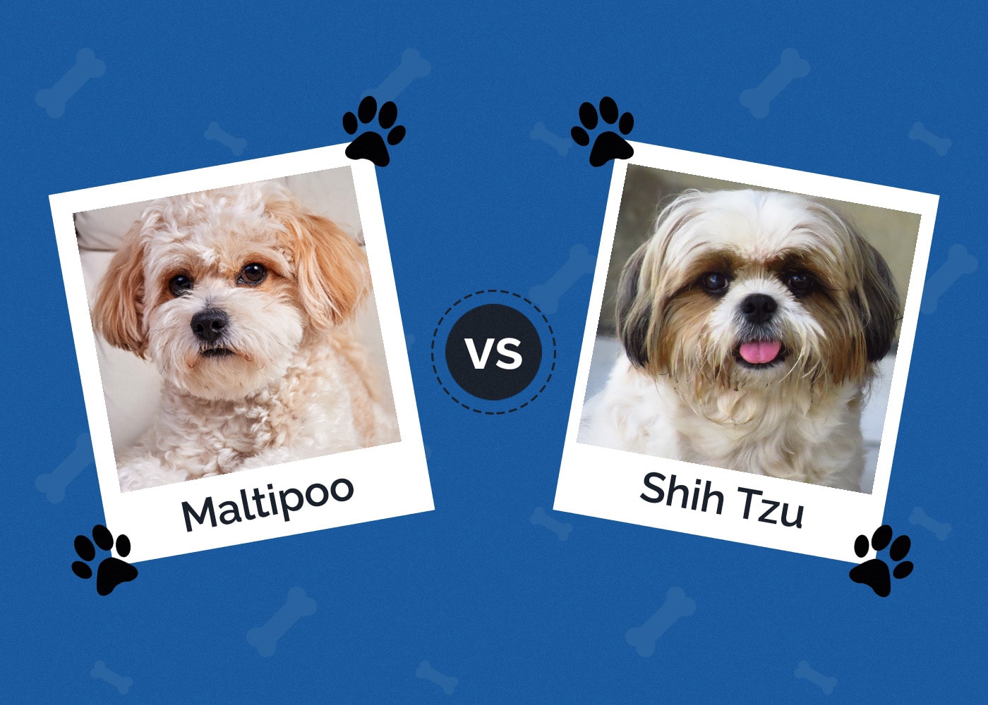 Maltipoo vs Shih Tzu
