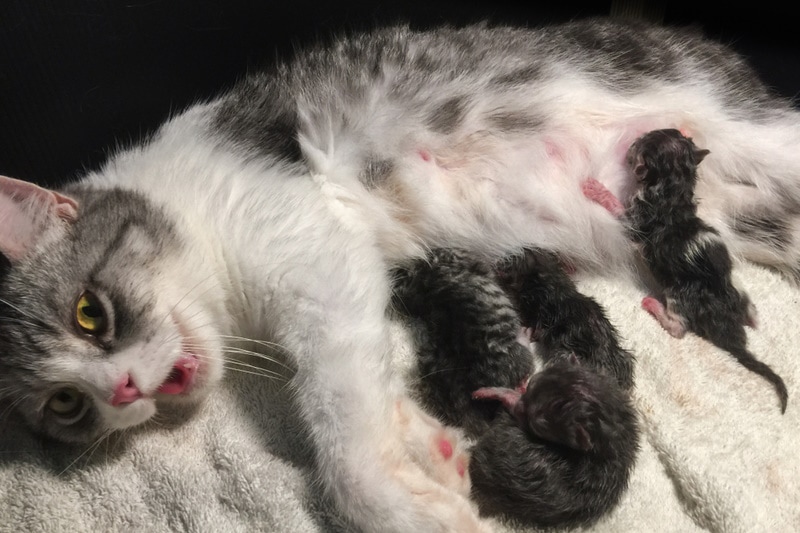 Why Is My Cat Panting After Giving Birth? 5 Vet-Reviewed Possible Reasons