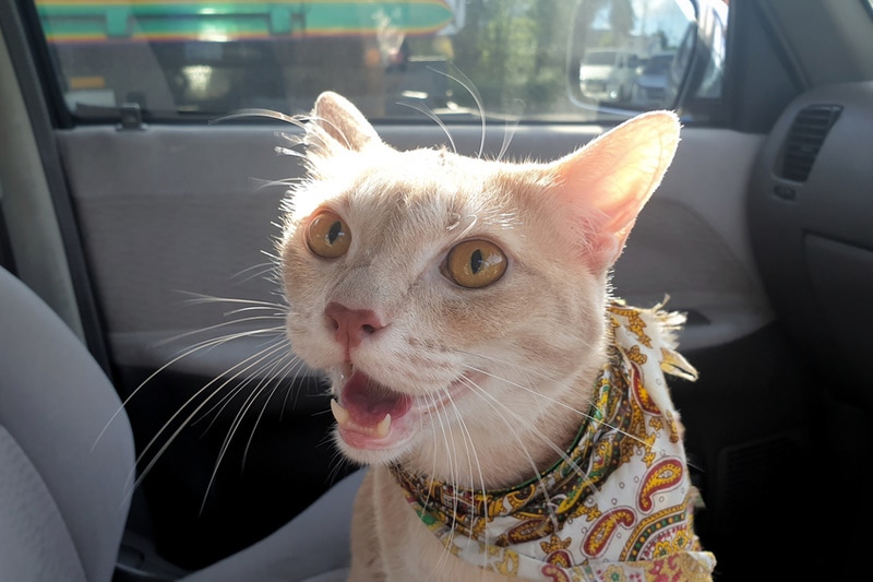 Why Is My Cat Panting in the Car? Vet-Verified Facts & FAQ