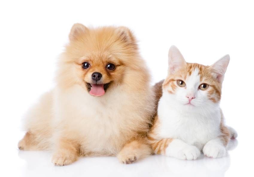 Are Pomeranians Good With Cats? Compatibility & Introduction Tips