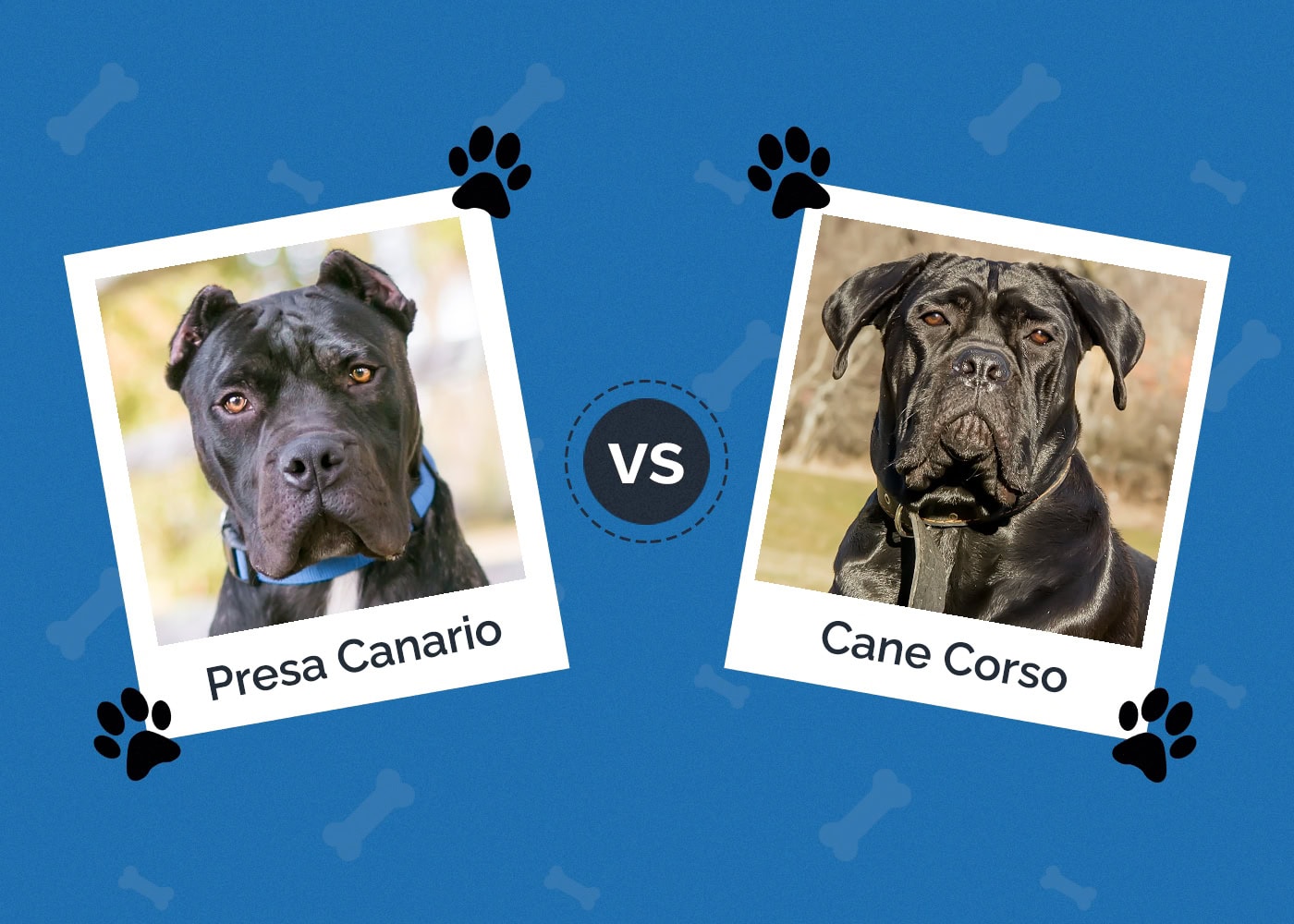 Presa Canario vs Cane Corso: What Are the Differences? (With Pictures)