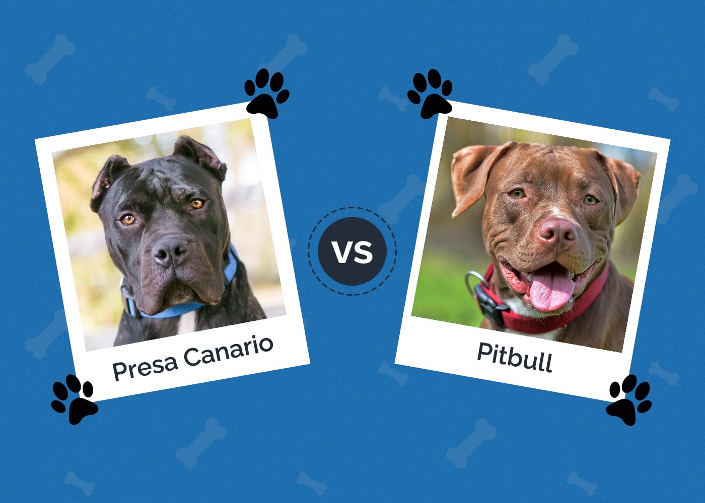 Presa Canario vs Pitbull: What Are The Differences? (With Pictures)