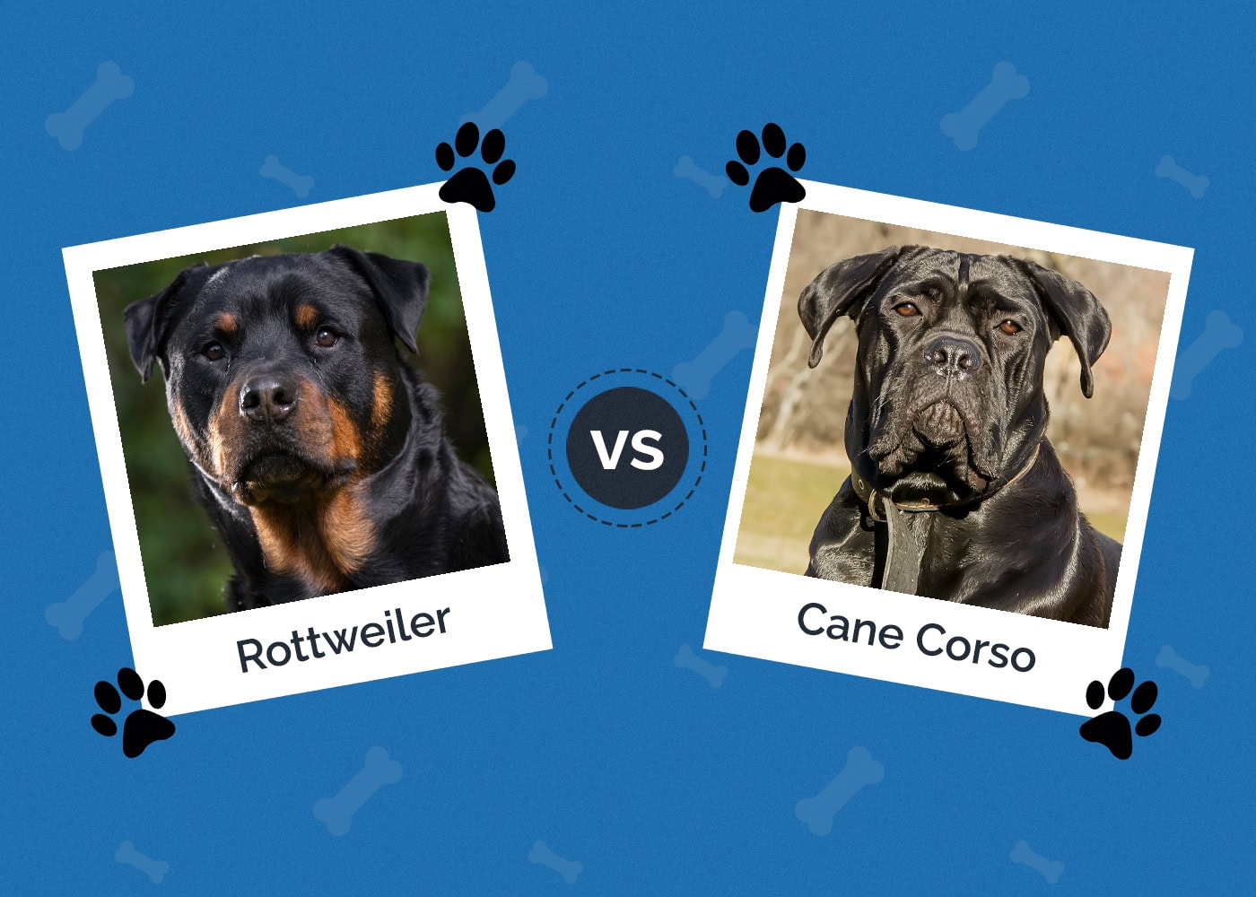 Rottweiler vs. Cane Corso: Which One Is Right for Me? (With Pictures)
