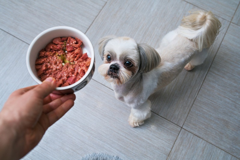 8 Best Puppy Foods for Shih Tzus in 2026 - Reviews & Top Picks