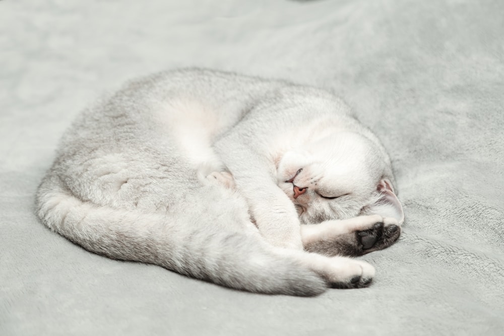 10 Lazy Cat Breeds (With Info & Pictures)