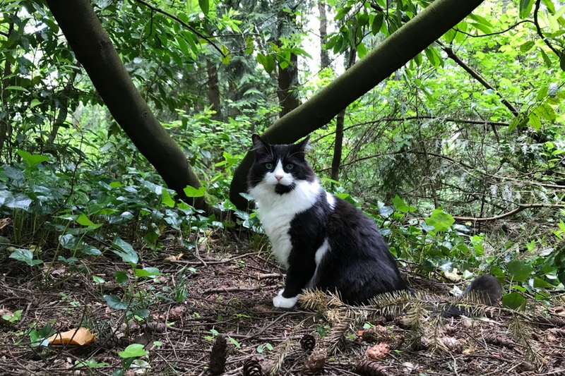 What Breed Is My Tuxedo Cat? 5 Ways To Tell