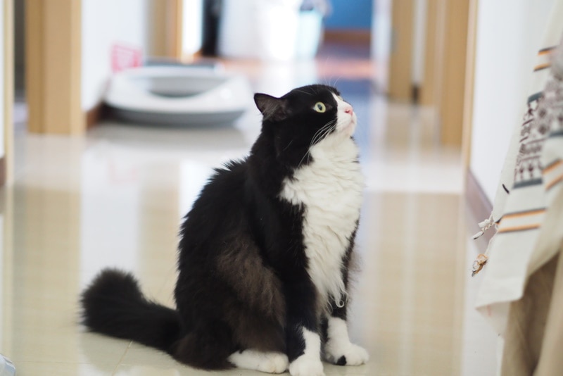 How Long Do Tuxedo Cats Live? Average Lifespan, Data & Care