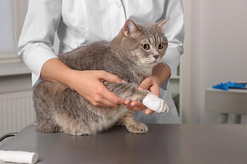 How to Treat a Burned Cat Pad: 4 Vet-Approved Steps