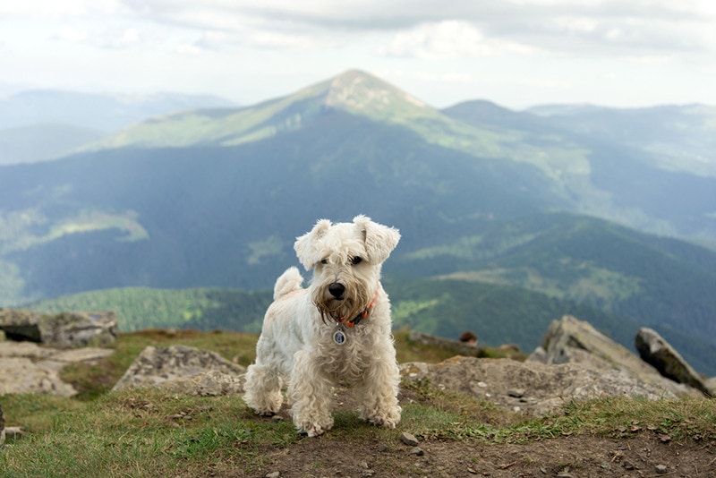 How Long Do Miniature Schnauzers Live? Average Lifespan, Data & Care