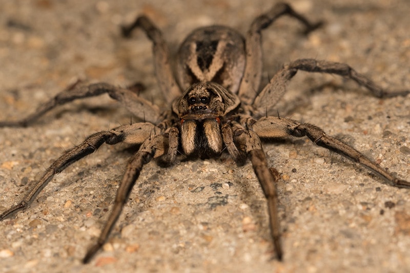 Wolf Spider Bites on Dogs - A Vet Reviewed Safety Guide