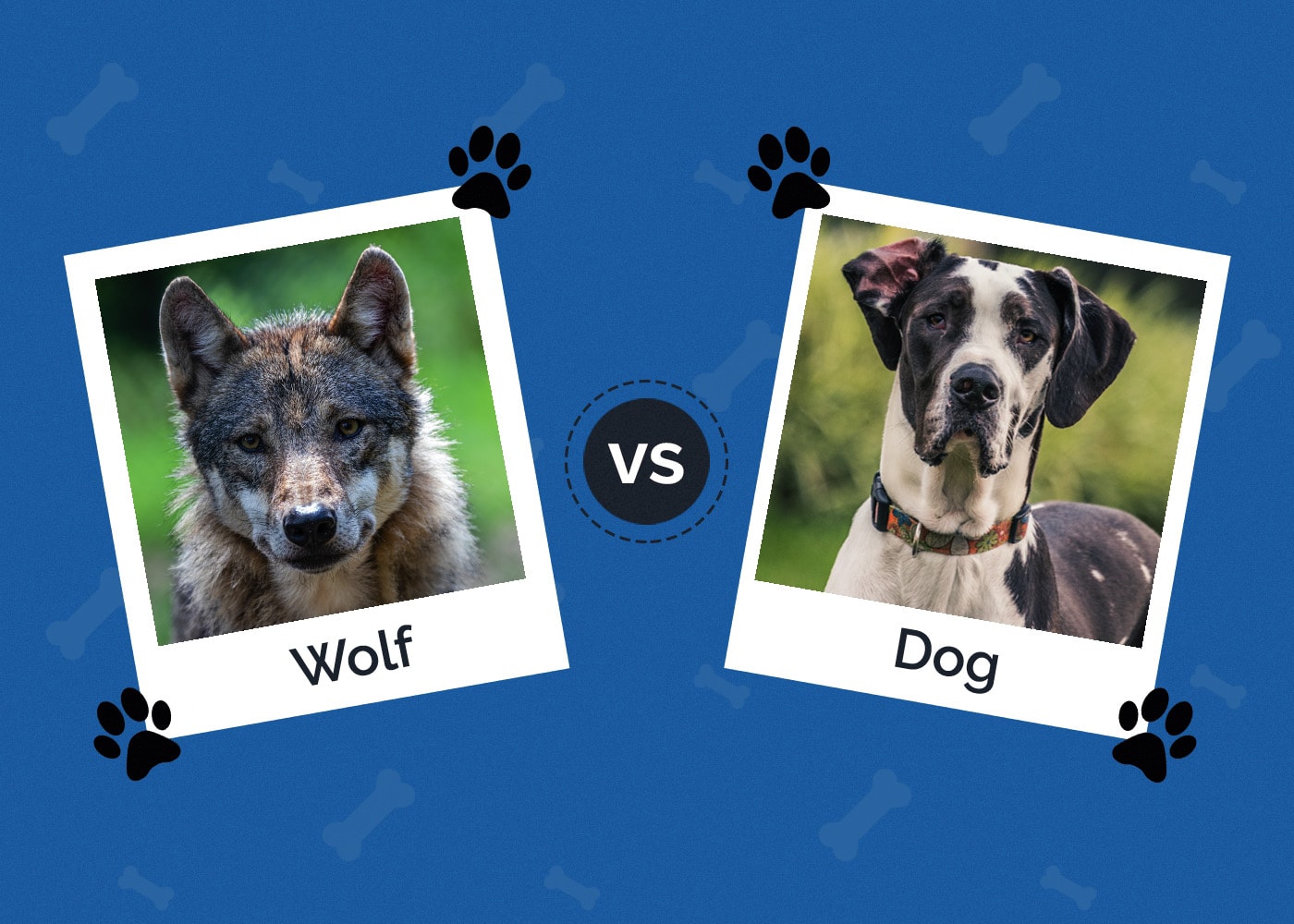 Wolf vs Dog: The Differences (With Pictures)