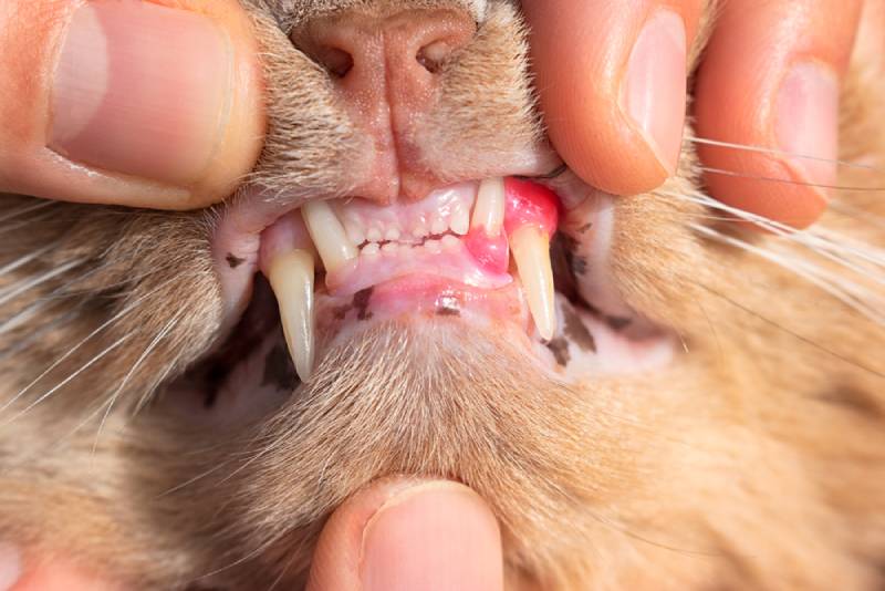What Causes Gingivitis in Cats? 9 Vet Reviewed Reasons