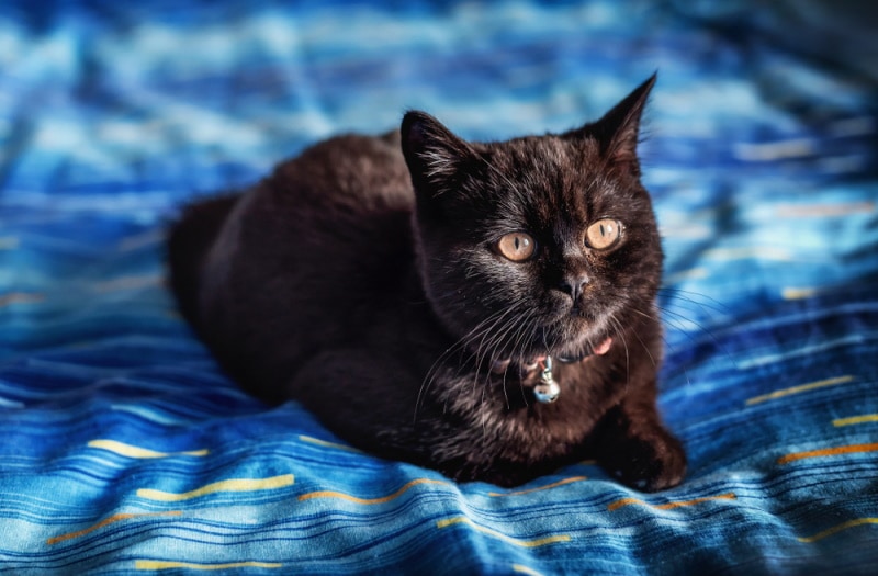 Is a Black British Shorthair Possible? The Answer is Surprising!