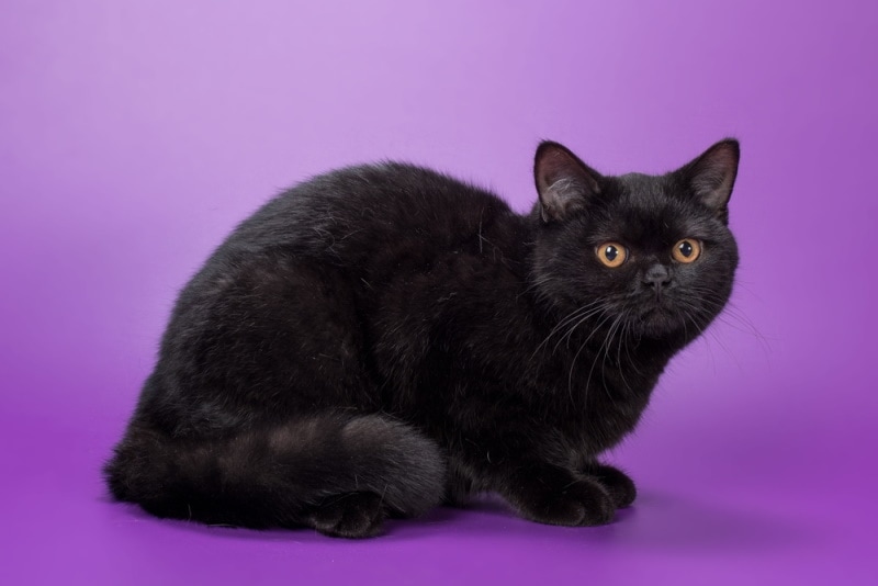 black british shorthair cat in puple background