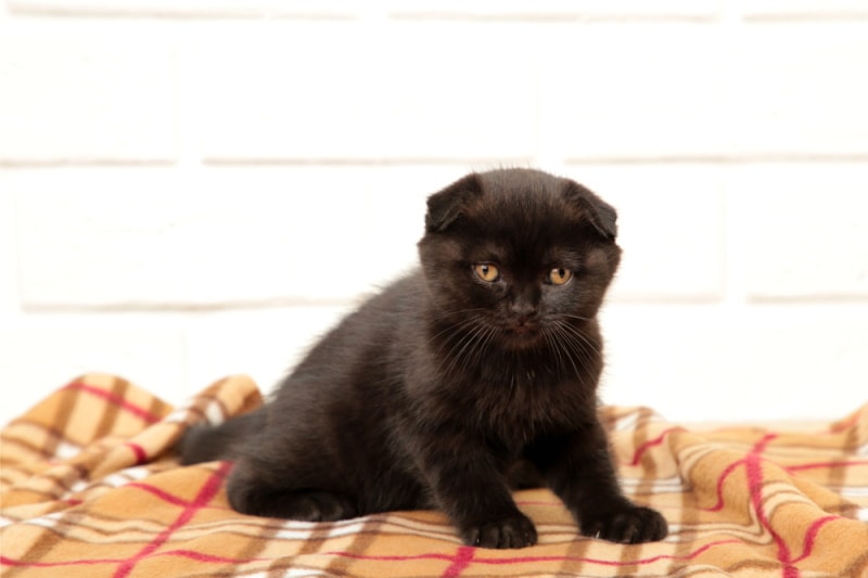 black british shorthair kitten sitting
