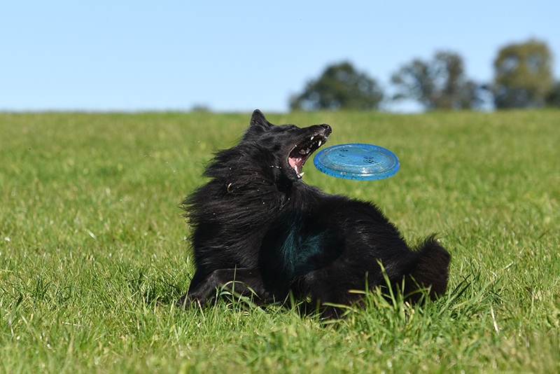 9 Amazing Off-Leash Dog Parks in Fresno, CA (2026 Update)